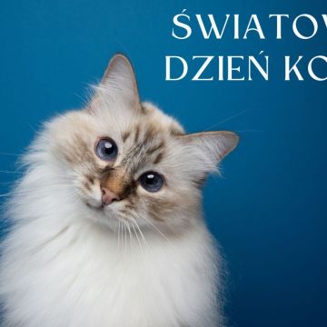 Dzień Kota